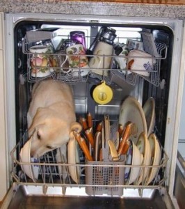 dog-in-dishwasher-266x300